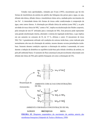 48


        Estudos mais aprofundados, relatados por Evans (1993), encontraram que há três
formas de transferência da amônia do epitélio das brânquias dos peixes para a água, ou seja,
difusão não-iônica, difusão iônica e transferência iônica ativa, mediada pelos movimentos do
íon Na+. A intensidade destas três formas de trocas estão condicionadas à composição da
água, entre outros fatores. A eliminação por difusão iônica de amônia (como NH4+), ou pela
atividade de troca iônica do NH4+ contra o Na+, implica na alcalinização dos fluidos corporais,
pela remoção de íons H+ utilizados para a ionização do NH3. Este processo pode representar
uma grande alcalinização interna, alterando o sistema de regulação ácido-base, o que implica
em um aumento no consumo de O2 de 15 %, afirmou o autor. O mecanismo de troca
NH4+/Na+ é grandemente utilizado sob condições de estresse ácido-base, como indicado pela
normalmente alta taxa de eliminação de amônia, mesmo durante severas perturbações ácido-
base. Somente durante condições especiais a eliminação de amônia é aumentada, tal como
durante a indução de distúrbios no equilíbrio ácido-base pela infusão clorídrica da amônia, ou
pelo pH ambiental baixo. O aumento do fluxo amoniacal está provavelmente relacionado com
difusão não iônica de NH3 pelo epitélio branquial, tal como a eliminação de CO2.




      Desaminação de
                           AMBIENTE COM ALTAS CONCENTRAÇÕES
      Aminoácidos          DE NH3




               AMBIENTE COM BAIXA CONCENTRAÇÃO DE NH3

                SANGUE              BRÂNQUIAS                 ÁGUA
        FIGURA 15. Diagrama esquemático do movimento da amônia através das
        membranas branquiais (Adaptado de Tucker e Robinson, 1990)
 