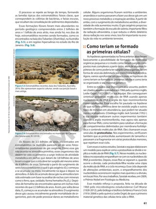 O processo se repete ao longo do tempo, formando
as lamelas típicas dos estromatólitos: faixas claras, que
correspondem às colônias de bactérias, e faixas escuras,
queresultamdaconsolidaçãodesedimentosdepositados.
Essas formações fósseis foram mais abundantes no
período geológico compreendido entre 2 bilhões de
anos e 1 bilhão de anos atrás, mas ainda há, nos dias de
hoje, estromatólitos recentes sendo formados, como os
encontradosnabaíadosTubarões(SharkBay),naAustrália
(Fig. 5.5), e em regiões hipersalinas no estado do Rio de
Janeiro. (Fig. 5.6).
MARCO3T/ISTOCKPHOTO/GETTY
IMAGES
Figura 5.5 Estromatólitos recentes, baía dos Tubarões, Austrália,
2016. Eles apresentam aspecto colunar, sendo sua porção basal a
mais antiga.
DOUGLAS
ROSA
Figura 5.6 Estromatólitos encontrados no município de Campos
dos Goytacazes, RJ (2018).
celular. Alguns organismos ficaram restritos a ambientes
anaeróbios e outros passaram a fazer uso desse gás em um
novoprocessometabólico:arespiraçãoaeróbia.Apartirde
então,comosurgimentodometabolismoaeróbio,adiver-
sidade de vida aumentou muito. O gás oxigênio propiciou
tambémaformaçãodoescudodeozônio,importantefiltro
da radiação ultravioleta, o que reduziu o efeito deletério
dessa radiação nos seres vivos. Isso foi importante na evo-
lução da vida no ambiente terrestre.
Como teriam se formado
as primeiras células?
AshipótesesapresentadasnoTemaanteriorabordavam
basicamente a possibilidade de formação de moléculas
orgânicas pequenas e o modo como teriam surgido com-
postos mais complexos a partir delas, além de algumas hi-
póteses de como poderia ter surgido uma organização em
forma de vesícula delimitada por membrana fosfolipídica.
Agora, vamos aprofundar um pouco mais as hipóteses de
como teriam se formado as primeiras células e como teria
se organizado o seu material genético.
Entre os estudos que investigam esse assunto, podem
sercitadosaquelesrealizadosem1966peloquímicoinglês
Leslie Orgel (1927-2007) e sua equipe. Eles conseguiram
sintetizar pequenas moléculas de RNA usando apenas
nucleotídeos de RNA e argila do tipo montmorilonita
como catalisador. Essa escolha foi pautada na hipótese
de que na Terra primitiva deve ter existido argila e outros
tipos de minerais em abundância, que podem ter atuado
como catalisadores. O biólogo inglês Jack Szostak (1952-)
e sua equipe realizaram outros experimentos também
usando a argila montmorilonita, mas agora não apenas
para formar RNA, como também para catalisar a formação
de compartimentos delimitados por membrana fosfolipí-
dica e contendo moléculas de RNA. Eles chamaram essas
vesículas de protocélulas. Nos experimentos, verificaram
também que as protocélulas aumentavam de tamanho e
passavamasefragmentaremváriasprotocélulasmenores,
que repetiam esse ciclo.
Comesseseoutrosestudos,Szostakeequipeelaboraram
um modelo para explicar como a protocélula se divide e re-
plicaamoléculadeRNA(Fig.5.7).Nessemodelo,osnucleo-
tídeosincorporadosemparelham-secomosnucleotídeosdo
RNA já existentes. Depois, essas fitas se separam e, quando
ocorre a divisão, cada protocélula-filha recebe uma cópia
damoléculadeRNA,eociclorecomeça.Esseciclodepende
de alterações ambientais; assim, o emparelhamento dos
nucleotídeosocorreriaemregiõesmaisquenteseadivisão,
emlocaisfrios.Porseustrabalhos,Szostakrecebeu,em2009,
o Prêmio Nobel em Fisiologia ou Medicina.
Esse modelo reforça a proposta, feita na década de
1960 pelo microbiologista estadunidense Carl Woese
(1928-2012),pelobiólogoebiofísicobritânicoFrancisCrick
(1916-2004) e pelo químico Leslie Orgel, de que o primeiro
material genético das células teria sido o RNA.
Os fósseis de 3,5 bilhões de anos encontrados em
estromatólitos na Austrália parecem ser de seres fotos-
sintetizantes produtores de gás oxigênio. Como esse gás
não ocorria na atmosfera primitiva, esses organismos não
devem ter sido os primeiros a surgir. Indícios de atividade
metabólica em rochas que datam de 3,8 bilhões de anos
levamasuporqueavidadevetersurgidoatémesmoantes
de 4 bilhões de anos. Somente a partir do surgimento de
seres fotossintetizantes é que o gás oxigênio (O2) começou
a se acumular no meio, inicialmente na água e depois na
atmosfera. A data do acúmulo desse gás na atmosfera tem
sido estimada com base na análise de rochas com minerais
como o ferro, que, oxidado, forma hematita (Fe2O3). Depó-
sitos de hematita são encontrados apenas em rochas mais
recentes do que 2,3 bilhões de anos. Assim, por volta dessa
data,O2 começaaseacumularnaatmosfera.Osurgimento
desse gás causou inicialmente grande mortalidade de or-
ganismos, pois ele pode provocar danos ao metabolismo
61
Reprodução
proibida.
Art.184
do
Código
Penal
e
Lei
9.610
de
19
de
fevereiro
de
1998.
 