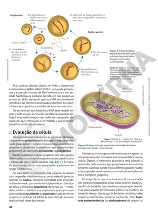 A protocélula se
divide e as células-
-filhas repetem o
ciclo.
Moléculas de lipídios presentes no
meio são incorporadas à membrana,
que cresce.
O calor separa
as fitas.
Regiões quentes
Regiões frias
1.
2.
3.
4.
5.
Lipídios
Nucleotídeos
Células-filhas
Nucleotídeos
do meio entram
e unem-se à fita
de RNA já
existente.
Protocélula com
RNA formado por
duas fitas.
ILUSTRAÇÃO:
ANGELO
SHUMAN
Fonte: TORTORA, G. J.; FUNKE, B. R.; CASE, C. L.
Microbiologia. 12. ed. Porto Alegre: Artmed, 2017.
Figura 5.8 Representação esquemática de célula bacteriana.
(Imagem sem escala; cores-fantasia.)
Mais de duas décadas depois, em 1986, o bioquímico
estadunidense Walter Gilbert (1932-) usou pela primeira
vez a expressão “mundo de RNA” referindo-se a um pe-
ríodo hipotético na evolução da vida, em que surgem as
primeiras células contendo apenas o RNA como material
genético. Esse RNA teria acumulado as funções de conter
a informação genética e também de atuar como enzima.
De acordo com essa hipótese, o DNA teria surgido de-
pois e dado origem ao“mundo do DNA”, que perdura até
hoje. É importante registrar que todas essas propostas são
hipóteses que continuam a ser testadas e que o debate
científico ainda está em aberto.
Evolução da célula
Os registros fósseis indicam que as primeiras células que
surgirameramprocarióticas(dolatim,pro5antesouprimei-
ro;dogrego,kárion5núcleo),emqueomaterialgenéticose
encontra no citoplasma. Os organismos que possuem célula
procariótica são chamados procariontes ou procariotos.
Dados moleculares atuais propõem que dois grupos
distintosdeprocariontesdivergirammuitocedonahistória
evolutiva da vida: o grupo Bacteria (Fig. 5.8) e o Archaea.
Os procariontes atuais mais pesquisados pertencem ao
grupo das bactérias.
Só mais tarde na história da vida surgiram as células
com organelas membranosas e com o material genético
contido no núcleo, estrutura delimitada pelo envelope
nuclear formado por membranas lipoproteicas. Esse tipo
de célula é chamado eucariótica (do grego, eu 5 verda-
deiro; kárion 5 núcleo), e os organismos que a possuem
sãochamadoseucariontesoueucariotos.Estesdevemter
surgido por volta de 1,8 bilhão de anos, data do primeiro
registro fóssil desse tipo celular.
Célulaseucarióticasprovavelmentesurgiramapartirde
um grupo ancestral de arquea que teria perdido a parede
celular. Depois, a membrana plasmática teria passado a
apresentar dobramentos que propiciaram o aumento do
tamanho da célula, dando início à diferenciação do núcleo
edasorganelasmembranosas,comoretículoendoplasmá-
tico e complexo golgiense.
Ao longo desse processo, teria ocorrido a associação
por simbiose mutualística dessa célula com um grupo es-
pecífico de bactérias que já realizava a respiração aeróbia.
Essa associação foi benéfica para ambos e se manteve ao
longo do tempo. Esse grupo de bactérias simbióticas deu
origem à mitocôndria, processo conhecido como hipó-
tese endossimbiótica (ou simbiogênese) da origem da
ILUSTRAÇÕES:
NELSON
MATSUDA
Fonte: RICARDO, A.; SZOSTAK, J. W.
The origin of life on earth. Scientific
American, set. 2009. Disponível em:
<https://www.scientificamerican.com/
article/origin-of-life-on-earth/>.
Acesso em: 19 maio 2020.
Figura 5.7 Representação
esquemática da replicação
e divisão das protocélulas.
(Imagens sem escala;
cores-fantasia.)
DNA
Membrana
plasmática
Parede celular
Cápsula
62
Reprodução
proibida.
Art.184
do
Código
Penal
e
Lei
9.610
de
19
de
fevereiro
de
1998.
 