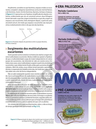 Surgimento dos multicelulares
eucariontes
Outro grande evento evolutivo na história da vida foi a origem dos
seresmulticelulareseucariontes.Muitasevidênciasapoiamahipótese
de que a multicelularidade surgiu de modo independente em vários
grupos de eucariontes, não devendo ter sido um evento único. Em
todosessescasos,seresmulticelularessurgiramapartirdeunicelulares
eucariontes,cujascélulasteriamficadounidasapóssucessivasdivisões
celulares. Além de unidas, essas células teriam passado a apresentar
divisão e cooperação de trabalho entre elas, de modo que cada célula
não pôde mais viver de forma independente.
Não se sabe exatamente quando esses eventos podem ter ocorri-
do, mas os primeiros fósseis de multicelulares eucariontes conhecidos
são de pequenas algas marinhas, que datam de 1,2 bilhão de anos. Só
a partir desse período, fósseis de seres multicelulares de maior porte
começaram a aparecer.
Uma grande diversificação da vida ocorreu no período entre
570 milhões e 530 milhões de anos atrás, conhecido como explosão
doCambriano.Emumperíodogeológicorelativamentecurtosurgiua
maioriadosgruposanimaishojeexistentesemuitosgruposdeplantas.
A colonização do ambiente terrestre pelos multicelulares ocorreu
depois, por volta de 420 milhões de anos atrás. Os fungos e as plantas
foram os primeiros a ocupar o ambiente terrestre, seguidos pelos ani-
mais. Evidências moleculares indicam que os fungos têm parentesco
evolutivo mais próximo com os animais do que com as plantas.
Um resumo dos principais acontecimentos sobre a vida ao longo
do tempo geológico está apresentado na Fig. 5.12.
NELSON
MATSUDA
Figura 5.11 Prováveis relações de parentesco entre os grupos Bacteria,
Archaea e Eukarya.
Atualmente, considera-se que bactérias, arqueas e todos os euca-
riontes compõem categorias taxonômicas acima do nível de Reinos:
a de Domínios. Assim, há três Domínios: Bacteria, Archaea e Eukarya.
A figura 5.11 representa uma hipótese simplificada de relações evo-
lutivas, evidenciando que, de um ancestral comum, duas linhagens
teriam derivado: a que deu origem às bactérias e a que deu origem às
arqueas e aos eucariontes. Estes divergiram depois, a partir de outro
ancestral comum, de modo que arqueas e eucariontes são mais pró-
ximos evolutivamente entre si do que são das bactérias.
Figura 5.12 Representação de alguns dos eventos que ocorreram na Terra
ao longo do tempo geológico (ma 5 milhões de anos).
(Imagens sem escala; cores-fantasia).
Bacteria Archaea Eukarya
1
2
64
 