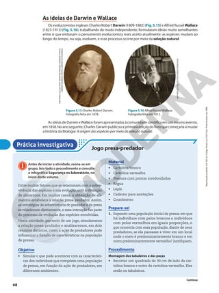 THE
PRINT
COLLECTOR/
HERITAGE
IMAGES/
SCIENCE
PHOTO
LIBRARY/SCIENCE
PHOTO
LIBRARY/FOTOARENA
HISTORICAL
COLLECTION
2/SHUTTERSTOCK
Figura 5.15 Charles Robert Darwin.
Fotografia feita em 1878.
Figura 5.16 Alfred Russel Wallace.
Fotografia feita em 1912.
Prática investigativa
Jogo presa-predador
Antes de iniciar a atividade, reúna-se em
grupo, leia todo o procedimento e consulte
o infográfico Segurança no laboratório, no
início deste volume.
!
Entre muitos fatores que se relacionam com a sobre-
vivência das espécies e sua evolução, está a obtenção
de alimentos. Em muitos casos, a obtenção de ali-
mentos estabelece a relação presa-predador. Assim,
as estratégias de sobrevivência do predador e da presa
se relacionam diretamente, e essa interação faz parte
do processo de evolução das espécies envolvidas.
Nesta atividade, por meio de um jogo, simularemos
a relação presa-predador e analisaremos, em dois
cenários distintos, como a ação de predadores pode
influenciar a fixação de características na população
de presas.
Objetivo
• Simular o que pode acontecer com as característi-
cas dos indivíduos que compõem uma população
de presas, em função da ação de predadores, em
diferentes ambientes.
Material
• Cartolina branca
• Cartolina vermelha
• Tesoura com pontas arredondadas
• Régua
• Lápis
• Caderno para anotações
• Cronômetro
Prepare-se!
1. Supondo uma população inicial de presas em que
há indivíduos com pelos brancos e indivíduos
com pelos vermelhos em iguais proporções, o
que ocorreria com essa população, diante de seus
predadores, se ela passasse a viver em um local
onde o meio é predominantemente branco e em
outro predominantemente vermelho? Justifiquem.
Procedimento
Montagem dos tabuleiros e das peças
• Recortar um quadrado de 30 cm de lado da car-
tolina branca e outro da cartolina vermelha. Eles
serão os tabuleiros.
Continua
As ideias de Darwin e Wallace
Os evolucionistas ingleses Charles Robert Darwin (1809-1882) (Fig. 5.15) e Alfred Russel Wallace
(1823-1913) (Fig. 5.16), trabalhando de modo independente, formularam ideias muito semelhantes
entre si que embasam o pensamento evolucionista mais aceito atualmente: as espécies mudam ao
longo do tempo, ou seja, evoluem, e esse processo ocorre por meio da seleção natural.
As ideias de Darwin eWallace foram apresentadas à comunidade científica em um mesmo evento,
em 1858. No ano seguinte, Charles Darwin publicou a primeira edição do livro que começaria a mudar
a história da Biologia: A origem das espécies por meio da seleção natural.
68
Reprodução
proibida.
Art.184
do
Código
Penal
e
Lei
9.610
de
19
de
fevereiro
de
1998.
 