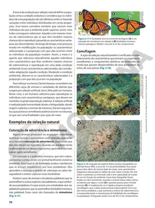 A teoria da evolução por seleção natural define a popu-
lação como a unidade evolutiva e considera que os indiví-
duosdeumapopulaçãonãosãoidênticosentresi,havendo
variações entre indivíduos distribuídas em certas propor-
ções. Essa teoria considera também que nascem mais
indivíduos do que o ambiente pode suportar; assim, nem
todos conseguem sobreviver. Aqueles com maiores chan-
ces de sobrevivência são os que têm também maiores
chancesdesereproduzir,passandoascaracterísticasvanta-
josasaosdescendentes.Aolongodotempo,esseprocesso
resulta em modificações na população: as características
selecionadas e a proporção com que elas ocorrem entre
os indivíduos da população mudam. Assim, o meio é o
agente que seleciona naturalmente aqueles indivíduos
com características que lhes conferem maiores chances
de sobrevivência e reprodução em uma dada condição
ambiental. Essas características selecionadas são conside-
radas adaptações àquela condição. Mudando a condição
ambiental, alteram-se as características selecionadas e a
proporção com que elas ocorrem na população.
Para reforçar sua teoria, Darwin baseou-se também nas
diferentes raças de animais e variedades de plantas que
surgem por seleção artificial, isto é, feita pelo ser humano.
Nesse caso, o ser humano seleciona para reprodução os
indivíduos com características vantajosas, que devem ser
mantidasnaprole(reproduçãoseletiva).Aseleçãoartificial
é realizada pela humanidade desde a Antiguidade, dando
origem a plantas e animais de interesse. Darwin argumen-
tou que processo semelhante poderia ocorrer na natureza,
só que sem uma finalidade e por ação do meio.
Exemplos de seleção natural
Coloração de advertência e mimetismo
Alguns animais produzem ou acumulam substâncias
químicas nocivas e apresentam cores vistosas, caracterís-
tica chamada coloração de advertência, sinalizando que
eles não devem ser ingeridos. Quando um predador tenta
sealimentardeumdessesorganismos,aprendeanãomais
comer outro semelhante.
Um exemplo é a borboleta-monarca, que tem colora-
ção laranja e preta, sendo um animal facilmente visível no
ambiente. Essa espécie de borboleta produz substâncias
que as tornam impalatáveis aos seus predadores. Eles
aprendem a associar o padrão de coloração ao sabor de-
sagradável e evitam capturar essas borboletas.
Existem casos de animais e de plantas palatáveis que se
assemelhamaoutrasespéciesnãopalatáveis,oqueconfun-
deseuspredadores.Éoqueocorrecomaborboleta-vice-rei,
palatávelapássaros,queseassemelhaàborboleta-monarca,
não palatável. Esses casos são chamados de mimetismo
(Fig. 5.17).
Camuflagem
A ação da seleção natural também é verificada no esta-
belecimento de características que tornam os organismos
semelhantes a componentes abióticos do ambiente, de
modo que passam despercebidos de seus predadores ou
estes, de suas presas (Fig. 5.18).
MILLARD
H.
SHARP/SCIENCE
SOURCE/FOTOARENA
JASIUS/MOMENT
RF/GETTY
IMAGES
A B
Figura 5.17 A borboleta-vice-rei (Limenitis archippus) (A) é um
exemplo de mimetismo em relação à (B) borboleta-monarca
(Danaus plexippus). Medem cerca de 4 cm de comprimento.
ANDRE
SEALE/
SPECIALIST
STOCK/
AGEFOTOSTOCK/AGB
PHOTO
LIBRARY
FRED
OSÓRIO/ACERVO
ICMBIO/REBIO
ATOL
DAS
ROCAS
Figura 5.18 Linguado da espécie Bothus lunatus fotografado no
Atol das Rocas (RN), a cerca de 3 m de profundidade. Esse peixe
possui dois olhos do mesmo lado do corpo, uma característica
adaptativa relacionada ao hábito de viver sobre o fundo. Ele vive
sobre o substrato ou enterrado nele e tem capacidade de mudar
de cor em função do ambiente. Essas duas fotografias foram
tiradas em dois momentos: quando o animal estava sobre rochas
recobertas por algas e corais (A) e quando passou para o fundo
arenoso (B). A mudança de cor é rápida e propicia excelente
camuflagem, que o deixa praticamente imperceptível. Com isso,
são menos predados, o que aumenta a chance de sobrevivência e,
consequentemente, a manutenção da habilidade de camuflagem
na população. O linguado mede cerca de 40 cm de comprimento.
A
B
70
Reprodução
proibida.
Art.184
do
Código
Penal
e
Lei
9.610
de
19
de
fevereiro
de
1998.
 