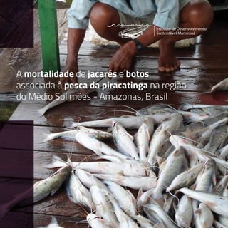 A mortalidade de jacarés e botos
associada à pesca da piracatinga na região
do Médio Solimões - Amazonas, Brasil
 