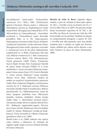Melipona
100
(Lecythidaceae) (matá-matá); Stachytarpheta
cayennensis (L.C. Rich.) Vahl. (Verbenaceae)
(gervão Urticante); Mimosa pudica L. (Fabaceae)
(dormideira); Amanoa sp. (Euphorbiacea); Cordia
lanata H.B.K. (Borraginaceae) (Absy & Kerr, 1977);
Alternanthera sp. (Amaranthaceae); Anacardium
occidentale L. (Anacardiacea) (caju); Rauwolfia
grandiflora Mart. ex A. DC. (Apocynaceae);
Didymopanax morototoni (Aubl.) Decne. & Planch.
(Araliaceae) (morototó); Cordia sellowiana Cham.
(Boraginaceae) (louro mole); Ageratum conyzoides
L. (Asteraceae) (erva de são joão); Melampodium
camphoratum (L. f.) Baker (Asteraceae) (são joão
caá); Mikania roraimensis B. L. Rob. (Asteraceae);
Casearia arborea (Rich.) Urb. (Flacourtiaceae);
Vismia guianensis (Aubl) Choisy. (Clusiaceae)
(lacre); Hyptis brevipes Poit. (Lamiaceae) (hortelã
do mato); Senna reticulata (Willd.) H. S. Irwin
and Bareby (= Cassia reticulata) (Fabaceae) (mata-
pasto); Senna siamea (Lam.) H.S. Irwin & Barneby
(= Cassia siamea) (Fabaceae) (cássia amarela);
Mimosa invisa Mart. (Fabaceae) (malícia de
mulher ou sensitiva); Stryphnodendron guianensis
(Aubl.) Bent. (Fabaceae) (Baginha); Aeschynomene
sensitiva Sw. N. V. (Fabaceae) (cortiça); Phthirusa
micrantha (Eichler) Kuijt (Loranthaceae); Bellucia
grossularioides (L.) (Melastomataceae) (araçá de
anta); Syzygium jambolana Lam. (Myrtaceae)
(jamelão, azeitona, jambolão); Attalea maripa
(Aubl.) Mart. (= Maximiliana martiana Karst.)
(Arecaceae) (inajá); Borreria capitata (Ruiz & Pav.)
DC. (Rubiacea) (agriãozinho-tapete); Borreria
laevis (Lam.) Griseb. (Rubiaceae); Borreria latifolia
(Aubl.) K. Schum. (Rubiaceae) (cordão-de-frade-
branco); Trema micrantha (L.) Blume (Ulmaceae)
(grandiúva) (Absy et al., 1980).
Bacelar-Lima et al. (2006) indicam esta espécie
como coletora e dispersora de sementes do
angelim rajado (Zygia racemosa (Ducke) Barneby
& Grimes, Fabaceae).
Horário de visita às flores: Segundo alguns
estudos, o pico da visitação às flores pela espécie
M. (M.) s. merrillae ocorre no horário de 6 h a 7
hs (Carvalho-Zilse et al. 2007). No presente estudo
foram encontrados espécimes de M. (M.) s. aff.
merrillae nas flores do urucum por volta das 5:00
hs da manhã, na Casa do Baré. Também em relação
ao comportamento forrageiro, a espécie M. (M.)
s. merrillae tem sido apontada como uma abelha
vantajosa para o manejo na região por diversas
razões, também por coletar néctar durante o ano
todo, inclusive na época de chuva (Bustamante,
2006).
Nomes populares: uruçu boca-de-renda, jandaíra, jandaíra amarela de Manaus, jandaíra alaranjada da Amazônia.
Melipona (Michmelia) seminigra aff. merrillae Cockerell, 1919
 