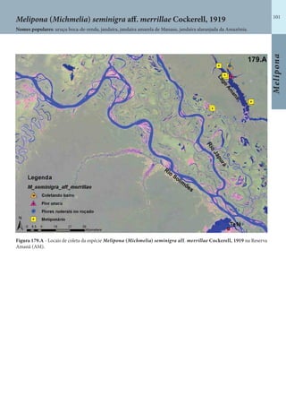 101
Melipona
Figura 179.A - Locais de coleta da espécie Melipona (Michmelia) seminigra aff. merrillae Cockerell, 1919 na Reserva
Amanã (AM).
Nomes populares: uruçu boca-de-renda, jandaíra, jandaíra amarela de Manaus, jandaíra alaranjada da Amazônia.
Melipona (Michmelia) seminigra aff. merrillae Cockerell, 1919
 