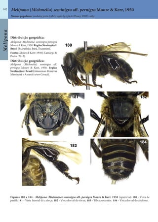 Melipona
102
Nomes populares: jandaíra preta (AM); ngài-ñy-tyk-ti (Posey, 1983); udjy.
Melipona (Michmelia) seminigra aff. pernigra Moure & Kerr, 1950
Figuras 180 a 184 - Melipona (Michmelia) seminigra aff. pernigra Moure & Kerr, 1950 (operária): 180 - Vista de
perfil; 181 - Vista frontal da cabeça; 182 - Vista dorsal do tórax; 183 - Tíbia posterior; 184 - Vista dorsal do abdome.
Distribuição geográfica:
Melipona (Michmelia) seminigra pernigra
Moure & Kerr, 1950. Região Neotropical:
Brasil (Maranhão, Pará, Tocantins).
Fontes: Moure & Kerr (1950); Camargo &
Pedro (2012).
Distribuição geográfica:
Melipona (Michmelia) seminigra aff.
pernigra Moure & Kerr, 1950. Região
Neotropical: Brasil (Amazonas: Reservas
Mamirauá e Amanã (setor Coraci).
 