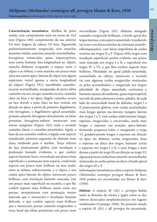 103
Melipona
Caracterização taxonômica: Abelhas de porte
médio, com comprimento total em torno de 10,9
mm (Figura 180); comprimento da asa anterior
8,4 mm; largura da cabeça 3,9 mm. Tegumento
predominantemente enegrecido, sem manchas
amarelas nítidas; manchas amarelo-avermelhadas-
ferrugíneas esmaecidas, quase imperceptíveis,
uma estria bastante fina longitudinal ao clípelo,
mancha disforme ocupando o espaço entre o
clípeo e as órbitas, e uma mancha um pouco mais
clara nos cantos apico-laterias do clípeo (em alguns
espécimes visível apenas a estria longitudinal
do clípeo) (Figura 181); mandíbulas castanho-
escuras-avermelhadas, marginadas de preto; labro
castanho-escuro; escapo castanho escuro, castanho
claro na base e no ápice; flagelo castanho escuro
na face dorsal, e mais claro na face ventral, em
direção ao ápice, a partir do primeiro flagelômero,
este ferrugíneo, o flagelômero apical amarelado;
pronoto amarelo-ferrugíneo dorsalmente, os lobos
pronotais ferrugíneo-méleos; mesoscuto sem
estrias marginais (Figura 182); axila e escutelo
castanho-claros a castanho-amarelados; tégula e
base da asa castanho-méleos, a tégula com aspecto
translúcido; primeiro segmento do abdome mais
claro, tendendo para o marfim. Terço inferior
da face praticamente glabro, com tesselação e
pontuação bastante evidentes, o que confere
aspecto bastante fosco, a tesselação um pouco mais
superficial e a pontuação mais esparsa, conferindo
aspecto um pouco mais brilhoso na área malar,
entre as órbitas, inferiormente, e o clípeo, e nos
cantos apico-laterais do clípeo; mesoscuto pouco
brilhoso, com tesselação bastante marcada, esta
um pouco mais superficial no escutelo, o que lhe
confere aspecto mais brilhoso, assim como nas
pernas; mesepisternos com pontuação menos
marcada que o mesoscuto e tesselação bastante
delicada, o que confere aspecto mais brilhoso
que o mesoscuto; pernas castanho-enegrecidas, o
terço basal das tíbias posteriores um pouco mais
avermelhado (Figura 183). Abdome alongado
castanho-enegrecido brilhante, o bordo apical dos
tergoslaminar,comaspectoamarelado-translúcido
(às vezes com faixas estreitas de coloração amarelo-
esbranquiçadas), com faixas imperfeitas de cerdas
restritas aos tergos II a V (Figura 184); tergos com
tesselação superficial, porém evidente, um pouco
mais marcada nos tergos I a II, e superficial nos
tergos IV a VI, o que lhes confere aspecto mais
brilhoso. Pilosidade no geral pálido-amarelada,
acastanhada na cabeça, mesoscuto e escutelo
(aí com algumas cerdas enegrecidas misturadas
os pelos acastanhados) e enegrecida nos tergos;
pilosidade do clípeo amarelada, curtíssima e
bastanteesparsa,decumbente,quaseimperceptível;
um tufo de pelos plumosos eretos, pálidos, de cada
lado da concavidade basal do abdome, tergos I e
II praticamente glabros, com cerdas acastanhadas
mais longas apenas nas laterais; margens laterais
dos tergos I a V com cerdas relativamente longas,
espessas, enegrecidas e encurvadas, ainda mais
longas e espessas nas porções apico-laterais,
formando pequenos tufos, e marginado o tergo
VI, gradativamente longas e espessas em direção
ao ápice do abdome; cerdas enegrecidas, finas
e esparsas no disco dos tergos, bastante curtas
e esparsas nos tergos I e II, e mais longas e mais
densas a partir do tergo III em direção ao tergo VI;
algumaspoucascerdasfinasamarelo-avermelhadas
misturadas às cerdas pretas no disco e bordo apical
dos tergos III a V.
Informações taxonômicas sobre a espécie Melipona
(Michmelia) seminigra pernigra Moure & Kerr,
1950 podem ser encontradas em Moure & Kerr
(1950).
Hábitat: A espécie M. (M.) s. pernigra habita
tanto as florestas de várzea e igapó como as dos
relevos dessecados neopleistocênicos em lugares
sombreados (Camargo, 1994). No presente estudo
a espécie M. (M.) s. aff. pernigra foi encontrada,
Nomes populares: jandaíra preta (AM); ngài-ñy-tyk-ti, udjy.
Melipona (Michmelia) seminigra aff. pernigra Moure & Kerr, 1950
 