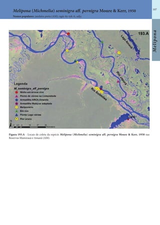 107
Melipona
Figura 193.A - Locais de coleta da espécie Melipona (Michmelia) seminigra aff. pernigra Moure & Kerr, 1950 nas
Reservas Mamirauá e Amanã (AM).
Nomes populares: jandaíra preta (AM); ngài-ñy-tyk-ti, udjy.
Melipona (Michmelia) seminigra aff. pernigra Moure & Kerr, 1950
 