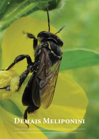 Melipona
Demais Meliponini
 