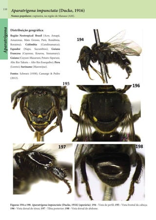 110
Distribuição geográfica:
Região Neotropical: Brasil (Acre, Amapá,
Amazonas, Mato Grosso, Pará, Rondônia,
Roraima); Colômbia (Cundinamarca);
Equador (Napo, Sucumbíos); Guiana
Francesa (Cayenne, Kourou, Sinnamary);
Guiana (Cuyuni-Mazaruni, Potaro-Siparuni,
Alto Rio Takutu – Alto Rio Essequibo); Peru
(Loreto); Suriname (Marowijne).
Fontes: Schwarz (1938); Camargo & Pedro
(2012).
Figuras 194 a 198. Aparatrigona impunctata (Ducke, 1916) (operária); 194 - Vista de perfil; 195 - Vista frontal da cabeça;
196 - Vista dorsal do tórax; 197 - Tíbia posterior; 198 - Vista dorsal do abdome.
195
Aparatrigona impunctata (Ducke, 1916)
Nomes populares: cupineira, na região de Manaus (AM).
Aparatrigona
 