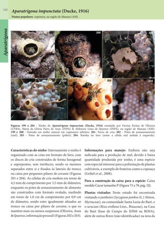 112
Características do ninho: Internamente o ninho é
organizado com as crias em formato de favo, com
os discos de cria construídos de forma hexagonal
e superpostos, sem invólucro, sendo os mesmos
separados entre si e fixados às laterais do tronco
ou caixa por pequenos pilares de cerume (Figuras
201 e 204). As células de cria medem em torno de
4,5 mm de comprimento por 3,5 mm de diâmetro,
enquanto os potes de armazenamento de alimento
são construídos com formato ovalado, medindo
em torno de 1,0 cm de comprimento por 0,9 cm
de diâmetro, sendo estes igualmente afixados ao
tronco ou caixa por pilares de cerume, o que os
mantém mais ou menos suspensos (Oliveira, Assis
&Queiroz,informaçãopessoal)(Figuras202e203).
Figuras 199 a 204 - Ninho de Aparatrigona impunctata (Ducke, 1916) estudado por Favízia Freitas de Oliveira
(UFBA), Maria da Glória Paiva de Assis (INPA) & Aldenora Lima de Queiroz (INPA), na região de Manaus (AM):
199 e 200 - Entrada em ninho natural em cupinzeiro arbóreo; 201- Favos de cria; 202 - Potes de armazenamento
(mel); 203 - Potes de armazenamento (pólen); 204- Rainha no favo (notar a célula real isolada à esquerda).
Informações para manejo: Embora não seja
indicada para a produção de mel, devido à baixa
quantidade produzida por ninho, é uma espécie
com especial interesse para a polinização de plantas
cultiváveis, a exemplo de fruteiras como o cupuaçu
(Gribel et al., 2008).
Para a construção da caixa para a espécie: Caixa
modelo Cacuí tamanho P (Figura 73 a 79; pág. 52).
Plantas visitadas: Neste estudo foi encontrada
visitando o jambeiro (Syzygium jambos (L.) Alston,
Myrtaceae), na comunidade Santa Luzia do Baré, e
o urucum (Bixa orellana Linn., Bixaceae), na Casa
do Baré (base de Campo do IDSM na RDSA),
além de outras flores (não identificadas) na área da
Aparatrigona
Aparatrigona impunctata (Ducke, 1916)
Nomes populares: cupineira, na região de Manaus (AM).
 