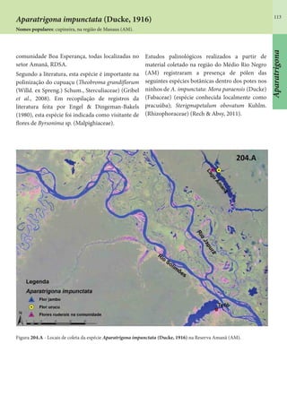 113
comunidade Boa Esperança, todas localizadas no
setor Amanã, RDSA.
Segundo a literatura, esta espécie é importante na
polinização do cupuaçu (Theobroma grandiflorum
(Willd. ex Spreng.) Schum., Sterculiaceae) (Gribel
et al., 2008). Em recopilação de registros da
literatura feita por Engel & Dingeman-Bakels
(1980), esta espécie foi indicada como visitante de
flores de Byrsonima sp. (Malpighiaceae).
Estudos palinológicos realizados a partir de
material coletado na região do Médio Rio Negro
(AM) registraram a presença de pólen das
seguintes espécies botânicas dentro dos potes nos
ninhos de A. impunctata: Mora paraensis (Ducke)
(Fabaceae) (espécie conhecida localmente como
pracuúba); Sterigmapetalum obovatum Kuhlm.
(Rhizophoraceae) (Rech & Absy, 2011).
Figura 204.A - Locais de coleta da espécie Aparatrigona impunctata (Ducke, 1916) na Reserva Amanã (AM).
Aparatrigona
Aparatrigona impunctata (Ducke, 1916)
Nomes populares: cupineira, na região de Manaus (AM).
 