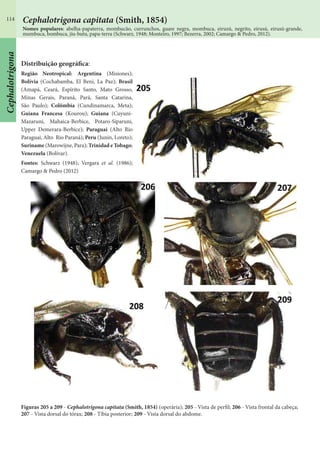 114
Cephalotrigona
Distribuição geográfica:
Região Neotropical: Argentina (Misiones);
Bolívia (Cochabamba, El Beni, La Paz); Brasil
(Amapá, Ceará, Espírito Santo, Mato Grosso,
Minas Gerais, Paraná, Pará, Santa Catarina,
São Paulo); Colômbia (Cundinamarca, Meta);
Guiana Francesa (Kourou); Guiana (Cuyuni-
Mazaruni, Mahaica-Berbice, Potaro-Siparuni,
Upper Demerara-Berbice); Paraguai (Alto Rio
Paraguai, Alto Rio Paraná); Peru (Junín, Loreto);
Suriname (Marowijne, Para); Trinidad e Tobago;
Venezuela (Bolívar).
Fontes: Schwarz (1948); Vergara et al. (1986);
Camargo & Pedro (2012)
Figuras 205 a 209 - Cephalotrigona capitata (Smith, 1854) (operária); 205 - Vista de perfil; 206 - Vista frontal da cabeça;
207 - Vista dorsal do tórax; 208 - Tíbia posterior; 209 - Vista dorsal do abdome.
Nomes populares: abelha-papaterra, mombucão, currunchos, guare negra, mombuca, eiruzú, negrito, eirusú, eirusú-grande,
mumbuca, bombuca, jiu-butu, papa-terra (Schwarz, 1948; Monteiro, 1997; Bezerra, 2002; Camargo & Pedro, 2012).
Cephalotrigona capitata (Smith, 1854)
 