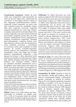 115
Caracterização taxonômica: Abelhas de porte
médio com comprimento total aproximado em
torno de 8,6 mm (Figura 205); comprimento da
asa anterior 7,7 mm; largura máxima a cabeça 3,4
mm. Tegumento predominantemente castanho-
enegrecido. Cabeça enegrecida, um pouco mais
clara (castanho-escura) nas mandíbulas (Figura
206); labro enegrecido; mesoscuto enegrecido
margeado lateralmente por estria larga amarelo-
esmaecida; axilas amarelo-esmaecidas (Figura 207);
escutelo enegrecido, com estria amarelo-esmaecida
interrompida margeando grande parte do bordo
posterior, medianamente; pernas enegrecidas por
completo; mesepisternos enegrecidos. Pilosidade
geral esbranquiçada, a plumosa bastante curta,
especialmente na cabeça e lados dos mesepisternos;
certas amareladas curtíssimas e decumbentes
no mesoscuto; cerdas mais compridas no bordo
posterior do escutelo (castanho-enegrecidas,
bastante esparsas), nos mesepisternos e propódeo
(amareladas); cerdas mais longas que os pelos
plumosos, destacadamente enegrecidas e mais
espessas nos fêmures e tíbias posteriores; bordo
posterior da metatíbia sem pelos plumosos (Figura
208). Abdome alongado, enegrecido; tergos pouco
brilhosos, com tesselação evidente, cobertos
por pilosidade amarelada extremamente curta e
decumbente, quase imperceptível (vista apenas de
perfil), com exceção dos tergos V (terço apical) e VI,
com cerdas enegrecidas, mais longas, relativamente
espessasebastanteesparsas(Figura209).Tegumento
no geral com pontuação bastante densa e marcada,
mais marcada e esparsa no clípeo, densa e marcada
nos mesepisternos, densa e menos marcada na
fronte, densa e bastante fina no mesoscuto e ainda
mais densa, porém extremamente fina, nos tergos;
esporão mesotibial ausente.
Outras informações taxonômicas sobre esta espécie,
incluindo variações da coloração ao longo de sua
distribuição geográfica podem ser encontradas em
Smith (1854) e Schwarz (1948).
Hábitat: Vergara et al. (1986) relatam que foram
encontradas na Colômbia em altitude entre
575 e 1.070 m. No presente estudo foi coletada
visitando flores de plantas marginais de várzea do
Lago Horizonte (setor Horizonte, RDSM) (Figura
215.A).
Nidificação: Os ninhos observados por nossa
equipe na região de Tefé (AM) foram encontrados
em ocos de troncos de árvores vivas, como também
observado por Vergara et al. (1986) e Cavalcante et
al. (2000). Foram registrados ninhos desta espécie
compartilhando ocos de árvores com outras
espécies de meliponíneos (Schwarz, 1948). Vergara
et al. (1986), ao estudarem ninhos desta espécie
na Colômbia, indicam que os ninhos encontrados
estavam entre 0,95 e 1,27m sobre o nível do solo.
Há registro na literatura da ocorrência de C.
capitata no México, nidificando em cavidades de
rochas calcárias (Nogueira-Neto, 1997). Como
essa espécie não tem sido registrada atualmente no
México, provavelmente, esses registros se refiram
a uma das espécies mexicanas (Cephalotrigona
eburneiventer (Schwarz, 1948), Cephalotrigona
oaxacana Ayala, 1999 ou Cephalotrigona zexmeniae
(Cockerell, 1912)), mais provavelmente à espécie C.
zexmeniae, que tem sido reportada para a Península
de Yucatan, onde ocorreram tais registros relatados.
Entrada do ninho: Os ninhos observados dessa
espécie no Amazonas apresentaram uma entrada
de cerume endurecido escuro, constituída por
uma pequena saliênciaexternaemformadelíngua,a
qualfuncionacomoplataformadepousoedecolagem
(Figuras210e211).Naliteratura,entretanto,háregistro
deninhosquenãoapresentaramentradaprojetadapara
o exterior (Vergara et al., 1986; Nogueira-Neto, 1997).
Características do Ninho: Apresenta os favos de
cria horizontais, envoltos pelo invólucro, sendo os
potes de armazenamento bojudos e relativamente
grandes, construídos na periferia do invólucro
(Figuras 212 e 213), dispostos, geralmente, em grupos
separados, os de pólen e os de mel. Os discos de
cria também podem ocorrer em partes, separados
por massas de invólucros (Schwarz, 1948). Segundo
relatos da literatura, apresenta ainda depósito
permanente de detritos (Nogueira-Neto, 1997).
Em ninho aberto descrito na literatura, já foram
encontrados somente 4 potes de pólen em contraste
com inúmeros potes de mel, sendo que os potes
apresentaram paredes finas, deixando bastante
espaço para o conteúdo interno (mel ou pólen), com
Nomes populares: abelha-papaterra, mombucão, currunchos, guare negra, mombuca, eiruzú, negrito, eirusú, eirusú-grande,
mumbuca, bombuca, jiu-butu, papa-terra.
Cephalotrigona capitata (Smith, 1854)
Cephalotrigona
 