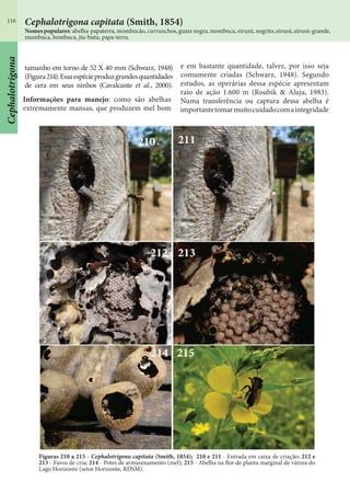 116 Cephalotrigona capitata (Smith, 1854)
Nomes populares: abelha-papaterra, mombucão, currunchos, guare negra, mombuca, eiruzú, negrito, eirusú, eirusú-grande,
mumbuca, bombuca, jiu-butu, papa-terra.
Figuras 210 a 215 - Cephalotrigona capitata (Smith, 1854); 210 e 211 - Entrada em caixa de criação; 212 e
213 - Favos de cria; 214 - Potes de armazenamento (mel); 215 - Abelha na flor de planta marginal de várzea do
Lago Horizonte (setor Horizonte, RDSM).
tamanho em torno de 52 X 40 mm (Schwarz, 1948)
(Figura214).Essaespécieproduzgrandesquantidades
de cera em seus ninhos (Cavalcante et al., 2000).
Informações para manejo: como são abelhas
extremamente mansas, que produzem mel bom
e em bastante quantidade, talvez, por isso seja
comumente criadas (Schwarz, 1948). Segundo
estudos, as operárias dessa espécie apresentam
raio de ação 1.600 m (Roubik & Aluja, 1983).
Numa transferência ou captura dessa abelha é
importantetomarmuitocuidadocomaintegridade
Cephalotrigona
 