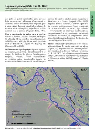 117
Nomes populares: abelha-papaterra, mombucão, currunchos, guare negra, mombuca, eiruzú, negrito, eirusú, eirusú-grande,
mumbuca, bombuca, jiu-butu, papa-terra.
Cephalotrigona capitata (Smith, 1854)
dos potes de pólen transferidos, para que não
haja aberturas ou rachaduras. Caso contrário,
aconselha-se não transferir potes de pólen, pois
é uma espécie bastante suscetível ao ataque de
forídeos (mosca vinagreira), cujas larvas podem
destruir toda a colônia (Nogueira-Neto, 1997).
Para a construção da caixa para a espécie:
Utilizar o modelo Cacuí de tamanho M (Figura
73 a 79; pág. 52) ou o modelo Caminhãozinho do
Adú (Figuras 92 a 98; pág. 56), ou ainda o modelo
PNN de tamanho G (Figura 80 a 91; pág. 54)
(Nogueira-Neto, 1997).
Defesacontraataquedepragas:Segundoregistros
da literatura, esta espécie é bastante suscetível ao
ataque de forídeos do gênero Pseudohypocera
(Diptera, Foridae), sendo recomendados
os cuidados acima mencionados durante as
transferências,bemcomoousodearmadilhaspara
captura de forídeos adultos, como sugerido por
Vera Imperatriz Fonseca (Nogueira-Neto, 1997).
Segundo dado da literatura, é comum a presença
de besouros muito pequenos (cegos e sem asas,
de cor castanha clara ou escura, algo brilhante
- provavelmente um indivíduo neotênico)) nas
caixas dessa espécie, no entanto esses são animais
inofensivos às colônias, se comportando apenas
como hóspedes que se alimentam dos detritos das
caixas (Nogueira-Neto, 1997).
Plantas visitadas: No presente estudo foi coletada
visitando flores de plantas marginais de várzea
(Figura215).Registrosindicamaobservaçãodesta
espécievisitandoasfloresdeWaltheriaviscosissima
A. St.-Hil. N.V (Sterculiaceae) (douradinha-do-
campo), Stylosanthes angustifolia Vog. (Fabaceae)
e Dichromena ciliata Vahl (Cyperaceae) (Ducke,
1902a).
Figura 215.A - Locais de coleta da espécie Cephalotrigona capitata (Smith, 1854) na Reserva Mamirauá (AM).
Cephalotrigona
 