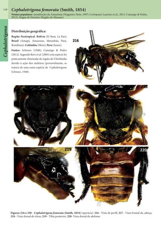 118
Distribuição geográfica:
Região Neotropical: Bolívia (El Beni, La Paz);
Brasil (Amapá, Amazonas, Maranhão, Pará,
Rondônia); Colômbia (Meta); Peru (Junín).
Fontes: Schwarz (1948); Camargo & Pedro
(2012). Segundo Kerr et al. (2001) esta espécie foi
praticamente eliminada da região de Uberlândia
devido à ação dos meleiros (provavelmente, se
tratava de uma outra espécie de Cephalotrigona
Schwarz, 1940).
Figuras 216 a 220 - Cephalotrigona femorata (Smith, 1854) (operária): 216 - Vista de perfil; 217 - Vista frontal da cabeça;
218 - Vista dorsal do tórax; 219 - Tíbia posterior; 220- Vista dorsal do abdome.
Nomes populares: mombucão da Amazônia (Nogueira-Neto, 1997; Cortopassi-Laurino et al., 2011; Camargo & Pedro,
2012), língua de Einstein (Região de Manaus).
Cephalotrigona femorata (Smith, 1854)
Cephalotrigona
 