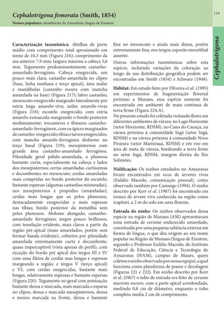 119
Caracterização taxonômica: Abelhas de porte
médio com comprimento total aproximado em
torno de 10,3 mm (Figura 216); comprimento da
asa anterior 7,9 mm; largura máxima a cabeça 3,6
mm. Tegumento predominantemente castanho-
amarelado-ferrugíneo. Cabeça enegrecida, um
pouco mais clara, castanho-amarelada no clípeo
(base, linha mediana e terço apical), área malar
e mandíbulas (castanho escura com mancha
amarelada na base) (Figura 217); labro castanho;
mesoscuto enegrecido margeado lateralmente por
estria larga amarelo-viva; axilas amarelo-vivas
(Figura 218); escutelo enegrecido, com estria
amarelo-esmaecida margeando o bordo posterior
medianamente; trocanteres e fêmures castanho-
amarelado-ferrugíneos, com os ápices marginados
decastanho-enegrecido;tíbiasetarsosenegrecidos,
com mancha amarelo-ferrugínea disforme no
terço basal (Figura 219); mesepisternos com
grande área castanho-amarelado ferrugínea.
Pilosidade geral pálido-amarelada, a plumosa
bastante curta, especialmente na cabeça e lados
dos mesepisternos; certas amareladas curtíssimas
e decumbentes no mesoscuto; cerdas amareladas
mais compridas no bordo posterior do escutelo,
bastante esparsas (algumas castanhas misturadas),
nos mesepisternos e propódeo (amareladas);
cerdas mais longas que os pelos plumosos,
destacadamente enegrecidas e mais espessas
nas tíbias; bordo posterior da metatíbia sem
pelos plumosos. Abdome alongado, castanho-
amarelado ferrugíneo; tergos pouco brilhosos,
com tesselação evidente, mais claros a partir da
região pré-apical (mais amarelados, porém sem
formar banda evidente), cobertos por pilosidade
amarelada extremamente curta e decumbente,
quase imperceptível (vista apenas de perfil), com
exceção do bordo pré apical dos tergos III e IV
com uma fileira de cerdas mas longas e espessas
margeando a região, e tergos V (terço apical)
e VI, com cerdas enegrecidas, bastante mais
longas, relativamente espessas e bastante esparsas
(Figura 220). Tegumento no geral com pontuação
bastante densa e marcada, mais marcada e esparsa
no clípeo, densa e marcada mesepisternos, densa
e menos marcada na fronte, densa e bastante
fina no mesoscuto e ainda mais densa, porém
extremamente fina, nos tergos; esporão mesotibial
ausente.
Outras informações taxonômicas sobre esta
espécie, incluindo variações da coloração ao
longo de sua distribuição geográfica podem ser
encontradas em Smith (1854) e Schwarz (1948).
Hábitat: Em estudo feito por Oliveira et al. (1995)
em experimentos de fragmentação florestal
próximo a Manaus, essa espécie somente foi
encontrada em ambiente de mata contínua de
terra firme (Figura 224.A).
No presente estudo foi coletada visitando flores em
diferentes ambientes de várzea: no Lago Horizonte
(setor Horizonte, RDSM), no Cano do Cauaçu, na
várzea próxima à comunidade Ingá (setor Ingá,
RDSM) e na várzea próxima à comunidade Novo
Pirarara (setor Mamirauá, RDSM) e em voo em
área de mata de várzea, bordeando a terra firme
no setor Ingá, RDSM, margem direita do Rio
Solimões.
Nidificação: Os ninhos estudados no Amazonas
foram encontrados em ocos de árvores vivas
(Eulálio Macedo, comunicação pessoal), como
observado também por Camargo (1994). O ninho
descrito por Kerr et al. (1967) foi encontrado em
tronco de árvore viva conhecida na região como
icapitari, a 2 m do solo em uma floresta.
Entrada do ninho: Os ninhos observados dessa
espécie na região de Manaus (AM) apresentaram
uma entrada de cerume endurecido amarelado,
constituída por uma pequena saliência externa em
forma de língua, o que deu origem ao seu nome
popular na Região de Manaus (língua de Einstein,
segundo o Professor Eulálio Macedo, do Instituto
Federal de Educação, Ciência e Tecnologia do
Amazonas (IFAM), campus de Maués, quem
coletouoninhoobservadopornossaequipe),aqual
funciona como plataforma de pouso e decolagem
(Figuras 221 e 222). Em ninho descrito por Kerr
et al. (1967) o tubo de entrada era feito de cerume
marrom escuro, com a parte apical arredondada,
medindo 0,8 cm de diâmetro, enquanto o tubo
completo media 2 cm de comprimento.
Nomes populares: mombucão da Amazônia, língua de Einstein
Cephalotrigona femorata (Smith, 1854)
Cephalotrigona
 