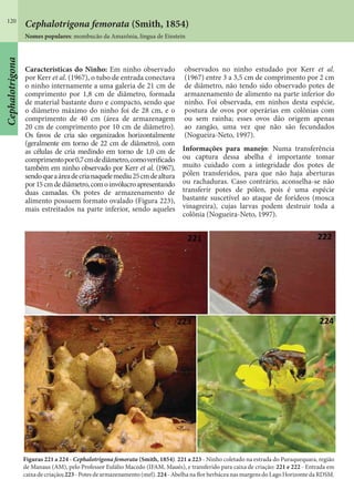 120
Cephalotrigona femorata (Smith, 1854)
Características do Ninho: Em ninho observado
por Kerr et al. (1967), o tubo de entrada conectava
o ninho internamente a uma galeria de 21 cm de
comprimento por 1,8 cm de diâmetro, formada
de material bastante duro e compacto, sendo que
o diâmetro máximo do ninho foi de 28 cm, e o
comprimento de 40 cm (área de armazenagem
20 cm de comprimento por 10 cm de diâmetro).
Os favos de cria são organizados horizontalmente
(geralmente em torno de 22 cm de diâmetro), com
as células de cria medindo em torno de 1,0 cm de
comprimentopor0,7cmdediâmetro,comoverificado
também em ninho observado por Kerr et al. (1967),
sendoqueaáreadecrianaquelemediu25cmdealtura
por15cmdediâmetro,comoinvólucroapresentando
duas camadas. Os potes de armazenamento de
alimento possuem formato ovalado (Figura 223),
mais estreitados na parte inferior, sendo aqueles
observados no ninho estudado por Kerr et al.
(1967) entre 3 a 3,5 cm de comprimento por 2 cm
de diâmetro, não tendo sido observado potes de
armazenamento de alimento na parte inferior do
ninho. Foi observada, em ninhos desta espécie,
postura de ovos por operárias em colônias com
ou sem rainha; esses ovos dão origem apenas
ao zangão, uma vez que não são fecundados
(Nogueira-Neto, 1997).
Informações para manejo: Numa transferência
ou captura dessa abelha é importante tomar
muito cuidado com a integridade dos potes de
pólen transferidos, para que não haja aberturas
ou rachaduras. Caso contrário, aconselha-se não
transferir potes de pólen, pois é uma espécie
bastante suscetível ao ataque de forídeos (mosca
vinagreira), cujas larvas podem destruir toda a
colônia (Nogueira-Neto, 1997).
Figuras 221 a 224 - Cephalotrigona femorata (Smith, 1854). 221 a 223 - Ninho coletado na estrada do Puraquequara, região
de Manaus (AM), pelo Professor Eulálio Macedo (IFAM, Maués), e transferido para caixa de criação: 221 e 222 - Entrada em
caixadecriação;223-Potesdearmazenamento(mel).224-AbelhanaflorherbáceanasmargensdoLagoHorizontedaRDSM.
Nomes populares: mombucão da Amazônia, língua de Einstein
Cephalotrigona
 