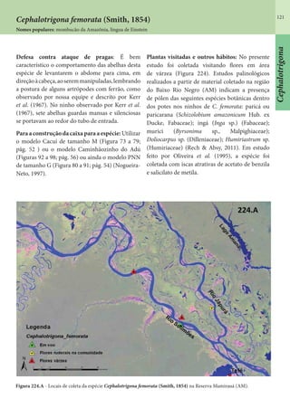 121
Cephalotrigona
Cephalotrigona femorata (Smith, 1854)
Nomes populares: mombucão da Amazônia, língua de Einstein
Defesa contra ataque de pragas: É bem
característico o comportamento das abelhas desta
espécie de levantarem o abdome para cima, em
direçãoàcabeça,aoseremmanipuladas,lembrando
a postura de alguns artrópodes com ferrão, como
observado por nossa equipe e descrito por Kerr
et al. (1967). No ninho observado por Kerr et al.
(1967), sete abelhas guardas mansas e silenciosas
se portavam ao redor do tubo de entrada.
Para a construção da caixa para a espécie: Utilizar
o modelo Cacuí de tamanho M (Figura 73 a 79;
pág. 52 ) ou o modelo Caminhãozinho do Adú
(Figuras 92 a 98; pág. 56) ou ainda o modelo PNN
de tamanho G (Figura 80 a 91; pág. 54) (Nogueira-
Neto, 1997).
Plantas visitadas e outros hábitos: No presente
estudo foi coletada visitando flores em área
de várzea (Figura 224). Estudos palinológicos
realizados a partir de material coletado na região
do Baixo Rio Negro (AM) indicam a presença
de pólen das seguintes espécies botânicas dentro
dos potes nos ninhos de C. femorata: paricá ou
paricarana (Schizolobium amazonicum Hub. ex
Ducke, Fabaceae); ingá (Inga sp.) (Fabaceae);
murici (Byrsonima sp., Malpighiaceae);
Doliocarpus sp. (Dilleniaceae); Humiriastrum sp.
(Humiriaceae) (Rech & Absy, 2011). Em estudo
feito por Oliveira et al. (1995), a espécie foi
coletada com iscas atrativas de acetato de benzila
e salicilato de metila.
Figura 224.A - Locais de coleta da espécie Cephalotrigona femorata (Smith, 1854) na Reserva Mamirauá (AM).
 