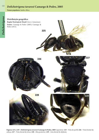 122
Dolichotrigona tavaresi Camargo & Pedro, 2005
Nomes populares: lambe-olhos.
Distribuição geográfica:
Região Neotropical: Brasil (Acre e Amazonas).
Fontes: Camargo & Pedro (2005); Camargo &
Pedro (2012).
Figuras 225 a 229 - Dolichotrigona tavaresi Camargo & Pedro, 2005 (operária): 225 - Vista de perfil; 226 - Vista frontal da
cabeça; 227 - Vista dorsal do tórax; 228 - tíbia posterior; 229 - vista dorsal do abdome.
Dolichotrigona
 