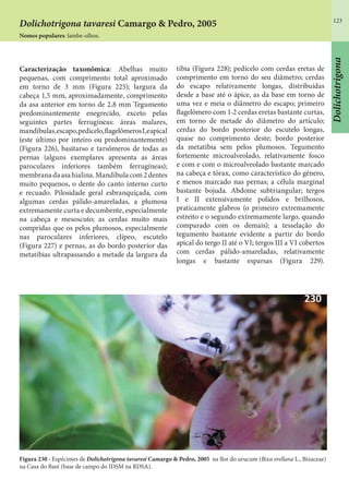 123
Caracterização taxonômica: Abelhas muito
pequenas, com comprimento total aproximado
em torno de 3 mm (Figura 225); largura da
cabeça 1,5 mm, aproximadamente, comprimento
da asa anterior em torno de 2,8 mm Tegumento
predominantemente enegrecido, exceto pelas
seguintes partes ferrugíneas: áreas malares,
mandíbulas,escapo,pedicelo,flagelômerosI,eapical
(este último por inteiro ou predominantemente)
(Figura 226), basitarso e tarsômeros de todas as
pernas (alguns exemplares apresenta as áreas
paroculares inferiores também ferrugíneas);
membranadaasahialina.Mandíbulacom2dentes
muito pequenos, o dente do canto interno curto
e recuado. Pilosidade geral esbranquiçada, com
algumas cerdas pálido-amareladas, a plumosa
extremamente curta e decumbente, especialmente
na cabeça e mesoscuto; as cerdas muito mais
compridas que os pelos plumosos, especialmente
nas paroculares inferiores, clípeo, escutelo
(Figura 227) e pernas, as do bordo posterior das
metatíbias ultrapassando a metade da largura da
tíbia (Figura 228); pedicelo com cerdas eretas de
comprimento em torno do seu diâmetro; cerdas
do escapo relativamente longas, distribuídas
desde a base até o ápice, as da base em torno de
uma vez e meia o diâmetro do escapo; primeiro
flagelômero com 1-2 cerdas eretas bastante curtas,
em torno de metade do diâmetro do artículo;
cerdas do bordo posterior do escutelo longas,
quase no comprimento deste; bordo posterior
da metatíbia sem pelos plumosos. Tegumento
fortemente microalveolado, relativamente fosco
e com e com o microalveolado bastante marcado
na cabeça e tórax, como característico do gênero,
e menos marcado nas pernas; a célula marginal
bastante bojuda. Abdome subtriangular; tergos
I e II extensivamente polidos e brilhosos,
praticamente glabros (o primeiro extremamente
estreito e o segundo extremamente largo, quando
comparado com os demais); a tesselação do
tegumento bastante evidente a partir do bordo
apical do tergo II até o VI; tergos III a VI cobertos
com cerdas pálido-amareladas, relativamente
longas e bastante esparsas (Figura 229).
Figura 230 - Espécimes de Dolichotrigona tavaresi Camargo & Pedro, 2005 na flor do urucum (Bixa orellana L., Bixaceae)
na Casa do Baré (base de campo do IDSM na RDSA).
Dolichotrigona tavaresi Camargo & Pedro, 2005
Nomes populares: lambe-olhos.
Dolichotrigona
 