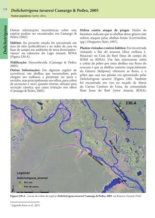 124
Outras informações taxonômicas sobre esta
espécie podem ser encontradas em Camargo &
Pedro (2005).
Hábitat: No presente estudo foi encontrada em
área de sítio (policultivos) e ao redor da casa na
base de campo em ambiente de terra firme/paleo-
várzea1
na cabeceira do Lago Amanã, RDSA
(Figura 230.A).
Nidificação: Desconhecida (Camargo & Pedro,
2005).
Outras Informações: Em algumas regiões de
ocorrência, são abelhas que incomodam, pois
chegam aos milhares e penetram no nariz e
ouvidos, mas principalmente nos olhos, para coleta
de secreções e suor; quando mortas, deixam uma
secreção cáustica que causa irritação nos olhos
(Camargo & Pedro, 2005).
1
Segundo Irion et al., 2011
Defesa contra ataque de pragas: Dados da
literatura indicam que as abelhas desse gênero não
sofrem ataques pelas abelhas limão (Lestrimelitta
spp.) (Nogueira-Neto, 1997).
Plantas visitadas e outros hábitos: Foi encontrada
visitando a flor do urucum (Bixa orellana L.
Bixaceae) na Casa do Baré (base de campo do
IDSM na RDSA). Um fato interessante sobre
a coleta de pólen por estas abelhas nas flores do
urucum é que as abelhas maiores (especialmente
do Gênero Melipona) vibravam as flores, e o
pólen que caia nas pétalas era aproveitado pelas
Dolichotrigona tavaresi (Figura 230). Também
foi encontrada em voo no roçado de Maria
do Carmo Cardoso de Lima, da comunidade
Bom Jesus do Baré (setor Amanã, RDSA).
Figura 230.A - Locais de coleta da espécie Dolichotrigona tavaresi Camargo & Pedro, 2005 na Reserva Amanã (AM).
Dolichotrigona tavaresi Camargo & Pedro, 2005
Nomes populares: lambe-olhos.
Dolichotrigona
 