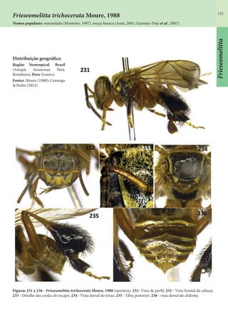 125
Distribuição geográfica:
Região Neotropical: Brasil
(Amapá, Amazonas, Pará,
Rondônia); Peru (Loreto).
Fontes: Moure (1988); Camargo
& Pedro (2012).
Figuras 231 a 236 - Frieseomelitta trichocerata Moure, 1988 (operária): 231- Vista de perfil; 232 - Vista frontal da cabeça;
233 - Detalhe das cerdas do escapo; 234 - Vista dorsal do tórax; 235 - Tíbia posterior; 236 - vista dorsal do abdome.
Frieseomelitta trichocerata Moure, 1988
Nomes populares: marmelada (Monteiro, 1997), moça-branca (Assis, 2001; Guzmán-Diaz et al., 2007).
Frieseomelitta
 