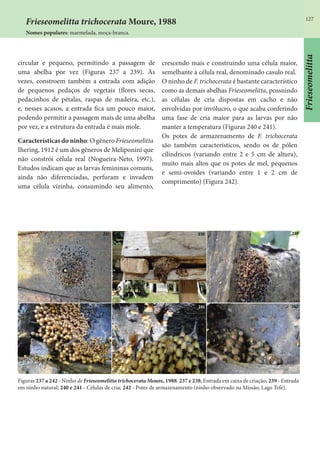 127
circular e pequeno, permitindo a passagem de
uma abelha por vez (Figuras 237 a 239). Às
vezes, constroem também a entrada com adição
de pequenos pedaços de vegetais (flores secas,
pedacinhos de pétalas, raspas de madeira, etc.),
e, nesses acasos, a entrada fica um pouco maior,
podendo permitir a passagem mais de uma abelha
por vez, e a estrutura da entrada é mais mole.
Características do ninho: O gênero Frieseomelitta
Ihering, 1912 é um dos gêneros de Meliponini que
não constrói célula real (Nogueira-Neto, 1997).
Estudos indicam que as larvas femininas comuns,
ainda não diferenciadas, perfuram e invadem
uma célula vizinha, consumindo seu alimento,
crescendo mais e construindo uma célula maior,
semelhante à célula real, denominado casulo real.
O ninho de F. trichocerata é bastante característico
como as demais abelhas Frieseomelitta, possuindo
as células de cria dispostas em cacho e não
envolvidas por invólucro, o que acaba conferindo
uma fase de cria maior para as larvas por não
manter a temperatura (Figuras 240 e 241).
Os potes de armazenamento de F. trichocerata
são também característicos, sendo os de pólen
cilíndricos (variando entre 2 e 5 cm de altura),
muito mais altos que os potes de mel, pequenos
e semi-ovoides (variando entre 1 e 2 cm de
comprimento) (Figura 242).
Figuras 237 a 242 - Ninho de Frieseomelitta trichocerata Moure, 1988: 237 e 238; Entrada em caixa de criação; 239 - Entrada
em ninho natural; 240 e 241 - Células de cria; 242 - Potes de armazenamento (ninho observado na Missão, Lago Tefé).
Frieseomelitta trichocerata Moure, 1988
Nomes populares: marmelada, moça-branca.
Frieseomelitta
 