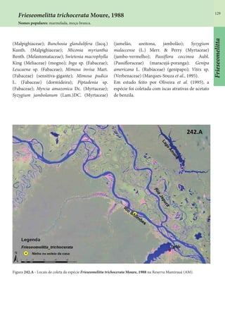 129
Frieseomelitta
(Malpighiaceae); Bunchosia glandulifera (Jacq.)
Kunth. (Malpighiaceae); Miconia myriantha
Benth. (Melastomataceae); Swietenia macrophylla
King (Meliaceae) (mogno); Inga sp. (Fabaceae);
Leucaena sp. (Fabaceae); Mimosa invisa Mart.
(Fabaceae) (sensitiva-gigante); Mimosa pudica
L. (Fabaceae) (dormideira); Piptadenia sp.
(Fabaceae); Myrcia amazonica Dc. (Myrtaceae);
Syzygium jambolanum (Lam.)DC. (Myrtaceae)
(jamelão, azeitona, jambolão); Syzygium
malaccense (L.) Merr. & Perry (Myrtaceae)
(jambo-vermelho); Passiflora coccinea Aubl.
(Passifloraceae) (maracujá-poranga); Genipa
americana L. (Rubiaceae) (genipapo); Vitex sp.
(Verbenaceae) (Marques-Souza et al., 1995).
Em estudo feito por Oliveira et al. (1995), a
espécie foi coletada com iscas atrativas de acetato
de benzila.
Figura 242.A - Locais de coleta da espécie Frieseomelitta trichocerata Moure, 1988 na Reserva Mamirauá (AM).
Frieseomelitta trichocerata Moure, 1988
Nomes populares: marmelada, moça-branca.
 