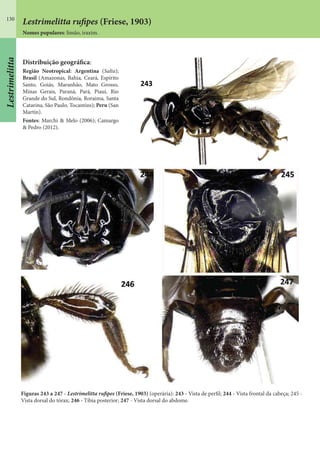 130
Distribuição geográfica:
Região Neotropical: Argentina (Salta);
Brasil (Amazonas, Bahia, Ceará, Espírito
Santo, Goiás, Maranhão, Mato Grosso,
Minas Gerais, Paraná, Pará, Piauí, Rio
Grande do Sul, Rondônia, Roraima, Santa
Catarina, São Paulo, Tocantins); Peru (San
Martín).
Fontes: Marchi & Melo (2006); Camargo
& Pedro (2012).
Figuras 243 a 247 - Lestrimelitta rufipes (Friese, 1903) (operária): 243 - Vista de perfil; 244 - Vista frontal da cabeça; 245 -
Vista dorsal do tórax; 246 - Tíbia posterior; 247 - Vista dorsal do abdome.
Lestrimelitta rufipes (Friese, 1903)
Nomes populares: limão, iraxim.
Lestrimelitta
 