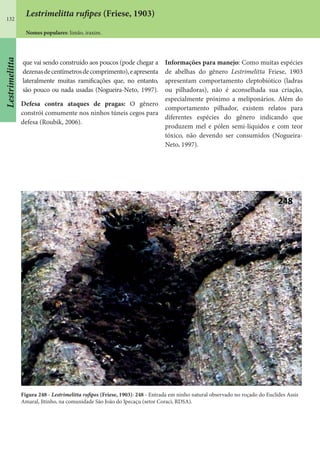 132
Figura 248 - Lestrimelitta rufipes (Friese, 1903): 248 - Entrada em ninho natural observado no roçado do Euclides Assis
Amaral, Jitinho, na comunidade São João do Ipecaçu (setor Coraci, RDSA).
que vai sendo construído aos poucos (pode chegar a
dezenasdecentímetrosdecomprimento),eapresenta
lateralmente muitas ramificações que, no entanto,
são pouco ou nada usadas (Nogueira-Neto, 1997).
Defesa contra ataques de pragas: O gênero
constrói comumente nos ninhos túneis cegos para
defesa (Roubik, 2006).
Informações para manejo: Como muitas espécies
de abelhas do gênero Lestrimelitta Friese, 1903
apresentam comportamento cleptobiótico (ladras
ou pilhadoras), não é aconselhada sua criação,
especialmente próximo a meliponários. Além do
comportamento pilhador, existem relatos para
diferentes espécies do gênero indicando que
produzem mel e pólen semi-líquidos e com teor
tóxico, não devendo ser consumidos (Nogueira-
Neto, 1997).
Lestrimelitta rufipes (Friese, 1903)
Nomes populares: limão, iraxim.
Lestrimelitta
 