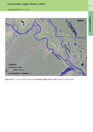 133
Lestrimelitta
Figura 248.A - Locais de coleta da espécie Lestrimelitta rufipes (Friese, 1903) na Reserva Amanã (AM).
Lestrimelitta rufipes (Friese, 1903)
Nomes populares: limão, iraxim.
 