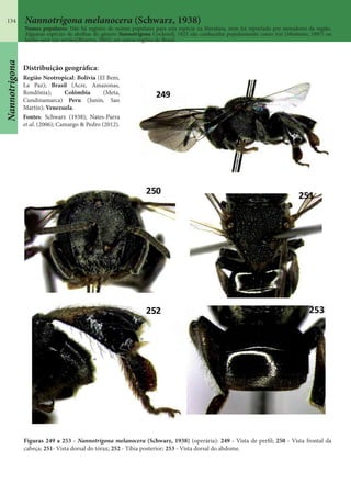 134 Nannotrigona melanocera (Schwarz, 1938)
Nomes populares: Não há registro de nomes populares para esta espécie na literatura, nem foi reportado por moradores da região.
Algumas espécies de abelhas do gênero Nannotrigona Cockerell, 1922 são conhecidas popularmente como iraí (Monteiro, 1997) ou
lambe-suor (no sertão)(Bezerra, 2002), em outras regiões do Brasil.
Distribuição geográfica:
Região Neotropical: Bolívia (El Beni,
La Paz); Brasil (Acre, Amazonas,
Rondônia); Colômbia (Meta,
Cundinamarca) Peru (Junín, San
Martín); Venezuela.
Fontes: Schwarz (1938); Nates-Parra
et al. (2006); Camargo & Pedro (2012).
Figuras 249 a 253 - Nannotrigona melanocera (Schwarz, 1938) (operária): 249 - Vista de perfil; 250 - Vista frontal da
cabeça; 251- Vista dorsal do tórax; 252 - Tíbia posterior; 253 - Vista dorsal do abdome.
Nannotrigona
 