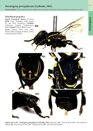 137
Paratrigona
Paratrigona prosopiformis (Gribodo, 1893)
Nomes populares: Não há registro de nomes populares para esta espécie na literatura, nem foi reportado por moradores da região.
Distribuição geográfica:
Região Neotropical: Bolívia (El Beni);
Brasil (Acre, Amazonas, Mato Grosso
do Sul, Pará, Rondônia); Colômbia
(Amazonas, Caquetá, Cundinamarca,
Meta); Equador (Napo); Peru (Loreto).
Fontes: Schwarz (1932, 1938, 1948);
Moure (1960); Camargo & Moure (1994);
Camargo & Pedro (2012)
Figuras 254 a 258 - Paratrigona prosopiformis (Gribodo, 1893) (operária): 254 - Vista de perfil; 255 - Vista frontal da
cabeça; 256 - Vista dorsal do tórax; 257 - Tíbia posterior; 258 - Vista dorsal do abdome.
 
