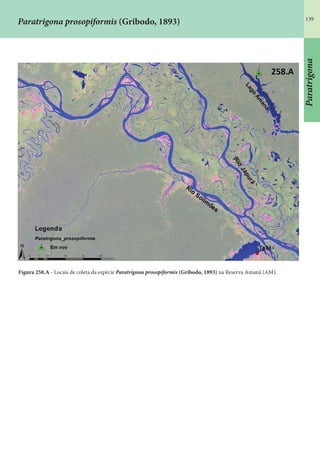 139
Paratrigona
Figura 258.A - Locais de coleta da espécie Paratrigona prosopiformis (Gribodo, 1893) na Reserva Amanã (AM).
Paratrigona prosopiformis (Gribodo, 1893)
 