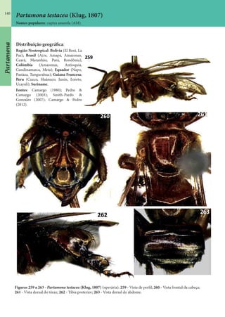 140
Partamona testacea (Klug, 1807)
Nomes populares: cupira amarela (AM).
Distribuição geográfica:
Região Neotropical: Bolívia (El Beni, La
Paz); Brasil (Acre, Amapá, Amazonas,
Ceará, Maranhão, Pará, Rondônia);
Colômbia (Amazonas, Antioquia,
Cundinamarca, Meta); Equador (Napo,
Pastaza, Tungurahua); Guiana Francesa;
Peru (Cuzco, Huánuco, Junín, Loreto,
Ucayali); Suriname.
Fontes: Camargo (1980); Pedro &
Camargo (2003); Smith-Pardo &
Gonzalez (2007); Camargo & Pedro
(2012).
Figuras 259 a 263 - Partamona testacea (Klug, 1807) (operária): 259 - Vista de perfil; 260 - Vista frontal da cabeça;
261 - Vista dorsal do tórax; 262 - Tíbia posterior; 263 - Vista dorsal do abdome.
Partamona
 