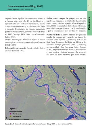 143
os potes de mel e pólen, ambos variando entre 1,5
a 2 cm de altura por 1,2 a 1,5 cm de diâmetro, e
apresentando cor castanho-avermelhada, assim
como o invólucro interno e as células de cria. Todo
o conjunto de estruturas do ninho é sustentado
por finos pilares de terra, cerume e resinas (Kerr et
al., 1967; Camargo, 1970, 1980, 1994; Camargo &
Pedro, 2003).
Outras informações detalhadas sobre o ninho
desta espécie, podem ser encontradas em Camargo
& Pedro (2003)
Informações para manejo: Espécie pode ter cheiro
de coco (Schwarz, 1948).
Defesa contra ataque de pragas: Não se tem
registro de ataque por abelha limão (Lestrimelitta
limao (Smith, 1863) e espécies afins) (Nogueira-
Neto, 1997). Essas abelhas são bastante defensivas,
comoobservadoporKerretal.(1967),mordiscando
a pele e se enrolando nos cabelos dos intrusos.
Plantas visitadas e outros hábitos: No presente
estudo foi encontrada visitando as flores do
urucum (Bixa orellana L., Bixaceae) na Casa do
Baré (base de campo do IDSM na RDSA) e do
açaizeiro (Euterpe precatoria Mart., Arecaceae)
na comunidade Boa Esperança (setor Amanã,
RDSA). Segundo Venturieri et al. (2005), P. testacea
é uma espécie visitante comum do açaizeiro
nas áreas do Pará estudadas por esses autores.
Figura 263.A - Locais de coleta da espécie Partamona testacea (Klug, 1807) na Reserva Amanã (AM).
Partamona testacea (Klug, 1807)
Nomes populares: cupira amarela (AM).
Partamona
 