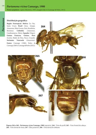 144
Partamona vicina Camargo, 1980
Nomes populares: cupira (Monteiro, 1997), kangàrà-kàk-ti (Camargo & Pedro, 2012).
Figuras 264 a 268 - Partamona vicina Camargo, 1980 (operária): 264 - Vista de perfil; 265 - Vista frontal da cabeça;
266 - Vista dorsal do tórax; 267- Tíbia posterior; 268 - Vista dorsal do abdome.
Distribuição geográfica:
Região Neotropical: Bolívia (La Paz,
Santa Cruz); Brasil (Acre, Amapá,
Amazonas, Mato Grosso, Pará, Rondônia,
Roraima); Colômbia (Amazonas,
Cundinamarca, Meta); Equador (Napo);
Guiana Francesa; Guiana; Peru
(Loreto, Madre de Dios, Pasco, Ucayali);
Suriname; Venezuela (Amazonas).
Fontes: Camargo (1980); Pedro &
Camargo(2003);Camargo&Pedro(2012).
Partamona
 