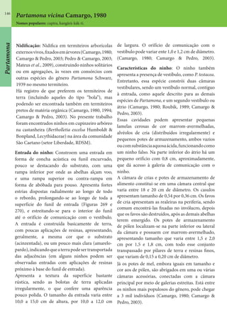 146
Nidificação: Nidifica em termiteiros arborícolas
externosvivos,fixadosemárvores(Camargo,1980;
Camargo & Pedro, 2003; Pedro & Camargo, 2003;
Mateus et al., 2009), construindo ninhos solitários
ou em agregações, às vezes em consórcios com
outras espécies do gênero Partamona Schwarz,
1939 no mesmo termiteiro.
Há registro de que preferem os termiteiros de
terra (incluindo aqueles do tipo “bola”), mas
podendo ser encontrada também em termiteiros
pretos de matéria orgânica (Camargo, 1980, 1994;
Camargo & Pedro, 2003). No presente trabalho
foram encontrados ninhos em cupinzeiro arbóreo
na castanheira (Bertholletia excelsa Humboldt &
Bonpland, Lecythidaceae) na área da comunidade
São Caetano (setor Liberdade, RDSM).
Entrada do ninho: Constroem uma entrada em
forma de concha acústica ou funil encurvado,
pouco se destacando do substrato, com uma
rampa inferior por onde as abelhas alçam voo,
e uma rampa superior ou contra-rampa em
forma de abóbada para pouso. Apresenta fortes
estrias dispostas radialmente ao longo de todo
o rebordo, prolongando-se ao longo de toda a
superfície do funil de entrada (Figuras 269 e
270), e estreitando-se para o interior do funil
até o orifício de comunicação com o vestíbulo.
A entrada é construída basicamente de terra,
com poucas aplicações de resinas, apresentando,
geralmente, a mesma cor que o substrato
(acinzentada), ou um pouco mais clara (amarelo-
pardo),indicandoqueaterrapodesertransportada
das adjacências (em alguns ninhos podem ser
observadas entradas com aplicações de resinas
próximo à base do funil de entrada).
Apresenta a textura da superfície bastante
rústica, sendo as bolotas de terra aplicadas
irregularmente, o que confere uma aparência
pouco polida. O tamanho da entrada varia entre
10,0 a 15,0 cm de altura, por 10,0 a 12,0 cm
de largura. O orifício de comunicação com o
vestíbulo pode variar ente 1,0 e 1,2 cm de diâmetro.
(Camargo, 1980; Camargo & Pedro, 2003).
Características do ninho: O ninho também
apresenta a presença de vestíbulo, como P. testacea.
Entretanto, essa espécie constrói duas câmaras
vestibulares, sendo um vestíbulo normal, contíguo
à entrada, como aquele descrito para as demais
espécies de Partamona, e um segundo vestíbulo ou
átrio (Camargo, 1980; Roubik, 1989; Camargo &
Pedro, 2003).
Essas cavidades podem apresentar pequenas
lamelas cerosas de cor marrom-avermelhadas,
alvéolos de cria (distribuídos irregularmente) e
pequenos potes de armazenamento, ambos vazios
oucomsubstânciaaquosaácida,funcionandocomo
um ninho falso. Na parte inferior do átrio há um
pequeno orifício com 0,8 cm, aproximadamente,
que dá acesso à galeria de comunicação com o
ninho.
A câmara de crias e potes de armazenamento de
alimento constitui-se em uma câmara central que
varia entre 18 e 20 cm de diâmetro. Os casulos
apresentam tamanho de 0,54 por 0,36 cm. Os favos
de cria apresentam as realeiras na periferia, sendo
comum encontrá-las fixadas no invólucro, depois
que os favos são destruídos, após as demais abelhas
terem emergido. Os potes de armazenamento
de pólen localizam-se na parte inferior ou lateral
da câmara e possuem cor marrom-avermelhado,
apresentando tamanho que varia entre 1,5 e 2,0
cm por 1,5 e 1,8 cm, com todo esse conjunto
transpassado por pilares de terra e resinas finos,
que variam de 0,15 a 0,20 cm de diâmetro.
Já os potes de mel, embora iguais em tamanho e
cor aos de pólen, são abrigados em uma ou várias
câmaras acessórias, conectadas com a câmara
principal por meio de galerias estreitas. Está entre
os ninhos mais populosos do gênero, pode chegar
a 3 mil indivíduos (Camargo, 1980; Camargo &
Pedro, 2003).
Partamona vicina Camargo, 1980
Nomes populares: cupira, kangàrà-kàk-ti.
Partamona
 
