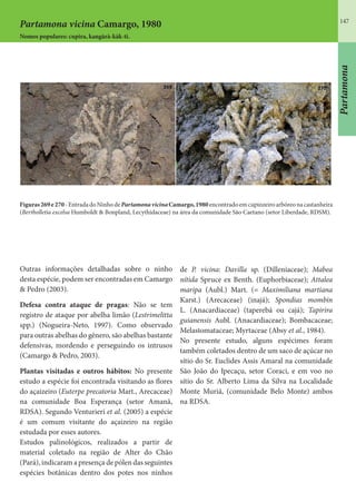 147
Partamona
Outras informações detalhadas sobre o ninho
desta espécie, podem ser encontradas em Camargo
& Pedro (2003).
Defesa contra ataque de pragas: Não se tem
registro de ataque por abelha limão (Lestrimelitta
spp.) (Nogueira-Neto, 1997). Como observado
para outras abelhas do gênero, são abelhas bastante
defensivas, mordendo e perseguindo os intrusos
(Camargo & Pedro, 2003).
Plantas visitadas e outros hábitos: No presente
estudo a espécie foi encontrada visitando as flores
do açaizeiro (Euterpe precatoria Mart., Arecaceae)
na comunidade Boa Esperança (setor Amanã,
RDSA). Segundo Venturieri et al. (2005) a espécie
é um comum visitante do açaizeiro na região
estudada por esses autores.
Estudos palinológicos, realizados a partir de
material coletado na região de Alter do Chão
(Pará), indicaram a presença de pólen das seguintes
espécies botânicas dentro dos potes nos ninhos
de P. vicina: Davilla sp. (Dilleniaceae); Mabea
nítida Spruce ex Benth. (Euphorbiaceae); Attalea
maripa (Aubl.) Mart. (= Maximiliana martiana
Karst.) (Arecaceae) (inajá); Spondias mombin
L. (Anacardiaceae) (taperebá ou cajá); Tapirira
guianensis Aubl. (Anacardiaceae); Bombacaceae;
Melastomataceae; Myrtaceae (Absy et al., 1984).
No presente estudo, alguns espécimes foram
também coletados dentro de um saco de açúcar no
sítio do Sr. Euclides Assis Amaral na comunidade
São João do Ipecaçu, setor Coraci, e em voo no
sítio do Sr. Alberto Lima da Silva na Localidade
Monte Muriá, (comunidade Belo Monte) ambos
na RDSA.
Figuras269e270-EntradadoNinhode PartamonavicinaCamargo,1980encontradoemcupinzeiroarbóreonacastanheira
(Bertholletia excelsa Humboldt & Bonpland, Lecythidaceae) na área da comunidade São Caetano (setor Liberdade, RDSM).
Partamona vicina Camargo, 1980
Nomes populares: cupira, kangàrà-kàk-ti.
 