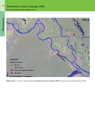 148
Partamona
Figura 270.A - Locais de coleta da espécie Partamona vicina Camargo, 1980 nas Reservas Amanã e Mamirauá (AM).
Partamona vicina Camargo, 1980
Nomes populares: cupira, kangàrà-kàk-ti.
 