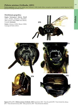 149
Plebeia
Plebeia minima (Gribodo, 1893)
Nomes populares: jati, mirim, lambe-suor (Schwarz, 1948); lambe olhos, mosquito, mosquitinho ou lambe-lágrima (AM);
lameojo (Camargo & Pedro, 2012).
Figuras 271 a 275 - Plebeia minima (Gribodo, 1893) (operária): 271 - Vista de perfil; 272 - Vista frontal da cabeça;
273 - Vista dorsal do tórax; 274 - Tíbia posterior; 275 - Vista dorsal do abdome.
Distribuição geográfica:
Região Neotropical: Bolívia; Brasil
(Acre, Amapá, Amazonas, Maranhão,
Mato Grosso, Pará); Peru (San Martín,
Ucayali); Suriname.
Fontes: Schwarz (1938); Moure (1960);
Camargo & Pedro (2012).
 