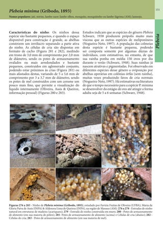 151
Plebeia
Características do ninho: Os ninhos dessa
espécie são bastante pequenos, e quando o espaço
disponível para construção é grande, as abelhas
constroem um invólucro separando a parte ativa
do ninho. As células de cria são dispostas em
formato de cacho (Figura 281 e 282), medindo
em trono de 3,0 mm de comprimento por 2,0 mm
de diâmetro, sendo os potes de armazenamento
ovalados ou mais arredondados e bastante
pequenos, construídos em aglomerado conjunto,
podendo estar próximos às crias (Figura 281) ou
mais afastados destas, variando de 5 a 5,6 mm de
comprimento por 3 a 3,7 mm de diâmetro, sendo
os potes de mel construídos com um cerume um
pouco mais fino, que permite a visualização do
líquido internamente (Oliveira, Assis & Queiroz,
informação pessoal) (Figuras 280 e 283).
Estudos indicam que as espécies do gênero Plebeia
Schwarz, 1938 produzem própolis muito mais
viscosa que as outras espécies de meliponíneos
(Nogueira-Neto, 1997). A população das colmeias
desta espécie é bastante pequena, podendo
ser composta somente por algumas dúzias de
indivíduos, com estimativas, no entanto, de que
sua rainha ponha em média 150 ovos por dia
durante o verão (Schwarz, 1948). Suas rainhas já
nascem atrativas e pigmentadas. Foi observado em
diferentes espécies desse gênero a oviposição por
abelhas operárias em colônias órfãs (sem rainha),
muitas vezes produzindo favos de cria normais
(Nogueira-Neto, 1997). Há estimativas na literatura
de que o tempo necessário para a espécie P. minima
se desenvolver do estágio de ovo até atingir a forma
adulta seja de 5 a 6 semanas (Schwarz, 1948).
Figuras 276 a 283 - Ninho de Plebeia minima (Gribodo, 1893), estudado por Favízia Freitas de Oliveira (UFBA), Maria da
Glória Paiva de Assis (INPA) & Aldenora Lima de Queiroz (INPA), na região de Manaus (AM): 276 a 278 - Entradas de ninho
natural em estruturas de madeira (acariquara); 279 - Entrada do ninho construída em muro; 280 - Potes de armazenamento
de alimento (em sua maioria de pólen); 281- Potes de armazenamento de alimento (acima) e Células de cria (abaixo); 282 -
Células de cria; 283 - Potes de armazenamento de alimento (em sua maioria de mel).
Plebeia minima (Gribodo, 1893)
Nomes populares: jati, mirim, lambe-suor; lambe olhos, mosquito, mosquitinho ou lambe-lágrima (AM); lameojo.
 