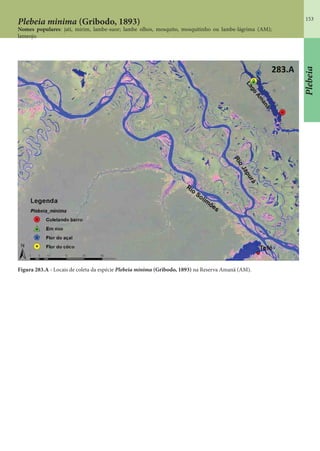 153
Plebeia
Figura 283.A - Locais de coleta da espécie Plebeia minima (Gribodo, 1893) na Reserva Amanã (AM).
Plebeia minima (Gribodo, 1893)
Nomes populares: jati, mirim, lambe-suor; lambe olhos, mosquito, mosquitinho ou lambe-lágrima (AM);
lameojo.
 