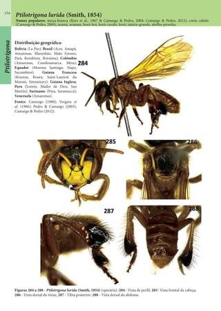 154
Ptilotrigona
Ptilotrigona lurida (Smith, 1854)
Nomes populares: moça-branca (Kerr et al., 1967 & Camargo & Pedro, 2004; Camargo & Pedro, 2012); corta cabelo
(Camargo & Pedro, 2004); aramá, araman, borá-boi, borá-cavalo, borá, tataíra-grande, abelha-piranha.
Figuras 284 a 288 - Ptilotrigona lurida (Smith, 1854) (operária): 284 - Vista de perfil; 285- Vista frontal da cabeça;
286 - Vista dorsal do tórax; 287 - Tíbia posterior; 288 - Vista dorsal do abdome.
Distribuição geográfica:
Bolívia (La Paz); Brasil (Acre, Amapá,
Amazonas, Maranhão, Mato Grosso,
Pará, Rondônia, Roraima); Colômbia
(Amazonas, Cundinamarca, Meta);
Equador (Morona Santiago, Napo,
Sucumbíos); Guiana Francesa
(Kourou, Roura, Saint-Laurent du
Maroni, Sinnamary); Guiana Inglesa;
Peru (Loreto, Madre de Dios, San
Martín); Suriname (Para, Saramacca);
Venezuela (Amazonas).
Fontes: Camargo (1980); Vergara et
al. (1986); Pedro & Camargo (2003);
Camargo & Pedro (2012).
 