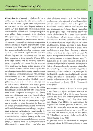 155
Ptilotrigona
Caracterização taxonômica: Abelhas de porte
médio, com comprimento total aproximado em
torno de 7,5 mm (Figura 284); comprimento
da asa anterior 7,6 mm; largura máxima a
cabeça 2,7 mm Tegumento predominantemente
amarelo-méleo, com exceção das seguintes partes
enegrecidas: cabeça, mesoscuto, terço distal das
tíbias posteriores e respectivos basitarsos; cabeça
preta, exceto pela metade inferior da face amarelo-
viva, a sutura epistomal enegrecida, e uma pequena
mancha amarelada na gena, inferiormente; escapo
amarelo com faixa castanha longitudinal na
face dorsal, o flagelo castanho, um pouco mais
claro na face ventral, especialmente nos três
últimos flagelômeros; mandíbulas amarelas com
base enegrecida e ápice castanho (Figura 285);
faixa larga amarelo-viva no pronoto; mesoscuto
preto, marginado por estrias laterais amarelo-
vivas relativamente largas; axilas amarelo-vivas
dorsalmente; escutelo amarelo-méleo (Figura 286);
membranaalaramareladas,levementeenfumaçada
no ¼ apical, as nervuras amareladas; primeiro tergo
amarelo-méleo, do II ao V amarelo-acastanhado-
ferrugíneo,oVIamarelo-méleo.Pilosidadenogeral
pálido-amarelada, um pouco mais esbranquiçada
na face, as cerdas amareladas, mais longas que os
pelos plumosos; pilosidade plumosa da cabeça
bastante curta e densa, decumbente, notadamente
mais curta e um pouco mais esparsa no clípeo e
paroculares inferiores, nas gênas bastante densa
conferindo aspecto aveludado, cerdas do escapo
curtas, algumas da base um pouco mais longas
que as demais, em torno de metade do diâmetro
do escapo; cerdas semieretas das áreas paroculares
médias e inferiores relativamente longas, um pouco
mais curtas que o diâmetro do escapo; cerdas do
escutelo bastante longas, algumas ultrapassando
seu comprimento; cerdas da face externa das tíbias
e basitarsos posteriores amareladas, relativamente
longas, na metade apical do bordo posterior das
tíbias posteriores enegrecidas e mescladas com
pelos plumosos (Figura 287), na face interna
tendendoparaoferrugíneo;áreabasaldopropódeo
uniformemente coberta por pelos plumosos
amarelados, curtos e densos; microtríquias das
asas amareladas nos ¾ basais da asa e castanhas
no quarto apical; tergo I praticamente glabro, com
cerdas minúsculas no disco, quase imperceptíveis;
base dos tergos I a II com cerdas bastante curtas e
esparsas; faixa de cerdas amareladas, curtas e finas
a partir do ¼ apical do tergo II (Figura 288), estas
gradativamente longas, espessas e mais densas
em direção ao ápice do abdome, e a faixa mais
gradativamente mais larga, chegando a ocupar
toda a parte visível do tergo a partir do tergo IV;
alguns pelos plumosos amarelados bastante finos e
curtos intercalando as cerdas no disco do tegito VI.
Tegumento liso e polido, brilhante, apenas com a
pontuação pilígera, típica do gênero, com os pontos
de inserção das cerdas mais espessas acastanhados.
Abdome alongado, dentes da mandíbula grandes e
espaçados, pouco recuados em relação ao ápice do
bordo apical; esporão mesotibial presente, normal.
Outras informações taxonômicas sobre esta
espécie, incluindo variações na coloração, podem
ser encontradas em Smith (1854) e Camargo &
Pedro (2004).
Hábitat:Habitam tanto as florestasdevárzea,igapó
e terra firme, em lugares sombreados (Camargo,
1994; Camargo & Pedro, 2004), sendo bastante
comum em matas dos terraços periodicamente
inundáveis (Camargo, 1994). Em estudo feito
por Oliveira et al. (1995), em experimentos de
fragmentação florestal próximo a Manaus, essa
espécie foi encontrada tanto na mata contínua,
como em fragmentos florestais de 1 ha e 10 ha,
como em área desmatada, todos na terra firme.
Na Colômbia, foi encontrado ninho em altitude de
576 m (Vergara et al,. 1986).
No presente estudo foi encontrada nas margens
de lago de várzea (RDSM), em ambiente de mata
Ptilotrigona lurida (Smith, 1854)
Nomes populares: moça-branca; corta cabelo; aramá, araman, borá-boi, borá-cavalo, borá, tataíra-grande, abelha-piranha.
 