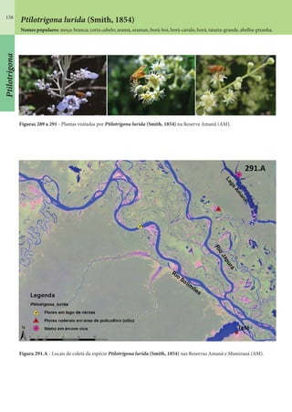 158
Ptilotrigona
Figuras 289 a 291 - Plantas visitadas por Ptilotrigona lurida (Smith, 1854) na Reserva Amanã (AM).
Figura 291.A - Locais de coleta da espécie Ptilotrigona lurida (Smith, 1854) nas Reservas Amanã e Mamirauá (AM).
Ptilotrigona lurida (Smith, 1854)
Nomes populares: moça-branca; corta cabelo; aramá, araman, borá-boi, borá-cavalo, borá, tataíra-grande, abelha-piranha.
 