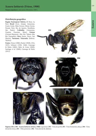 159
Scaura
Scaura latitarsis (Friese, 1900)
Nomes populares: jataí preta (Monteiro, 1997).
Figuras 292 a 296 - Scaura latitarsis (Friese, 1900) (operária): 292 - Vista de perfil; 293 - Vista frontal da cabeça; 294 - Vista
dorsal do tórax; 295 - Tíbia posterior; 296 - Vista dorsal do abdome.
Distribuição geográfica:
Região Neotropical: Bolívia (El Beni, La
Paz); Brasil (Acre, Amapá, Amazonas,
Ceará, Goiás, Mato Grosso, Minas Gerais,
Paraná, Pará, Rio de Janeiro, Rondônia,
São Paulo); Colômbia (Amazonas,
Guainía, Guaviare, Meta); Guiana
(Cuyuni-Mazaruni, Alto Rio Takutu-Alto
Rio Essequibo); Peru (Junín, Pasco, San
Martín); Suriname; Venezuela (Bolívar,
Táchira).
Fontes: Friese (1900); Ducke (1902b, 1916,
1925); Schwarz (1938, 1948); Camargo
& Pedro (2002); Melo & Costa (2004);
Santiago et al. (2009); Camargo & Pedro
(2012).
 