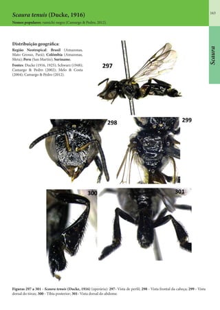 163
Scaura
Scaura tenuis (Ducke, 1916)
Nomes populares: ramichi-negra (Camargo & Pedro, 2012).
Distribuição geográfica:
Região Neotropical: Brasil (Amazonas,
Mato Grosso, Pará); Colômbia (Amazonas,
Meta); Peru (San Martín); Suriname.
Fontes: Ducke (1916, 1925); Schwarz (1948);
Camargo & Pedro (2002); Melo & Costa
(2004); Camargo & Pedro (2012).
Figuras 297 a 301 - Scaura tenuis (Ducke, 1916) (operária): 297- Vista de perfil; 298 - Vista frontal da cabeça; 299 - Vista
dorsal do tórax; 300 - Tíbia posterior; 301- Vista dorsal do abdome.
 
